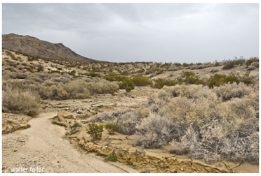 Desert wash habitat