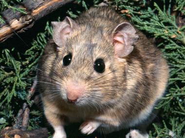 desert wood rat