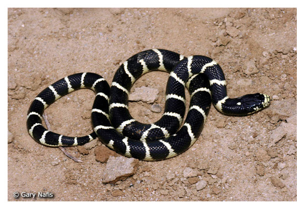 common California kingsnake